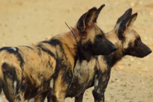 Loving Wild Dogs Hunt Together | Animals In Love | BBC Earth