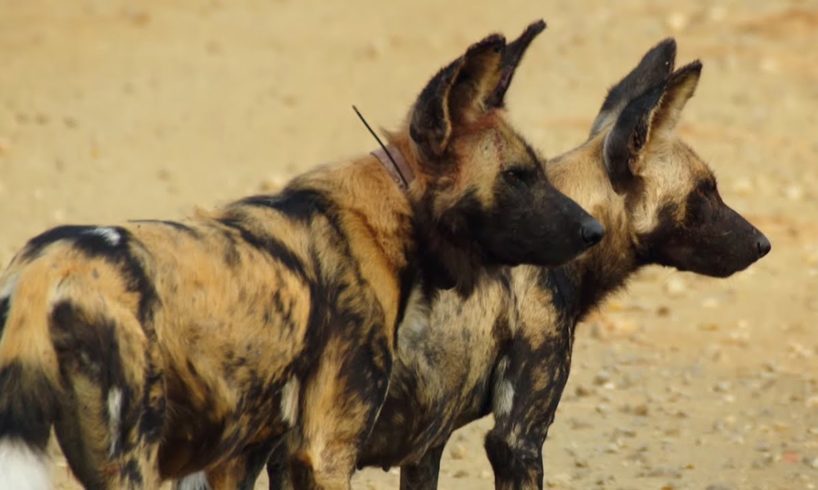 Loving Wild Dogs Hunt Together | Animals In Love | BBC Earth
