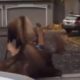 Ma come outside there is a f*cking moose or an animal fighting outside on the street New Jersey