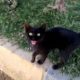 Male Cat Angry Sound _ How I Rescue Crying Injured Kitten & help to recover- Rescue Animals Videos