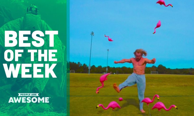Man vs. Plastic Flamingos | Best of the Week (ft. Jujimufu)