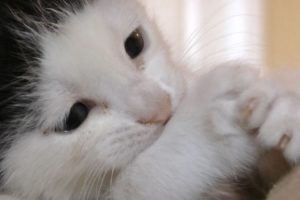 Meet Pancake - The Most Cutest Kitten In The World