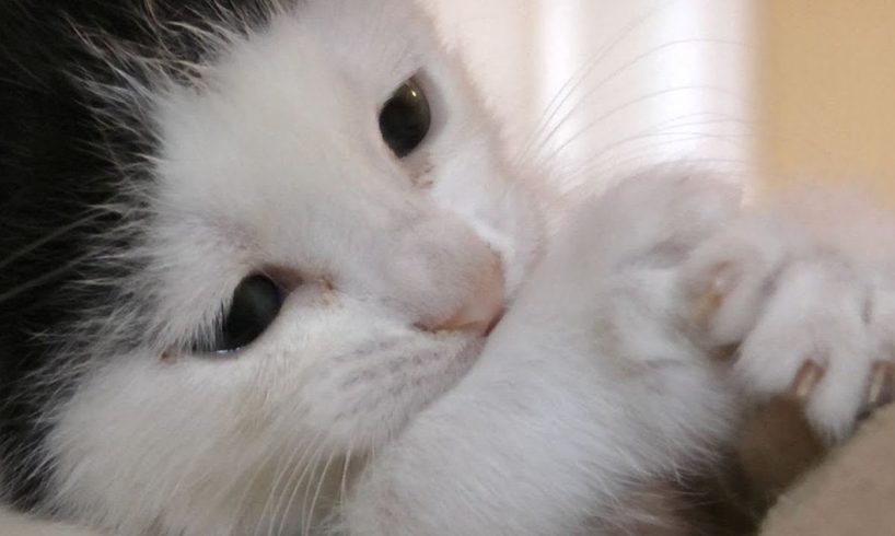 Meet Pancake - The Most Cutest Kitten In The World