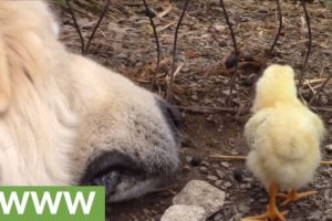 Mellow guard dog bonds with baby farm animals