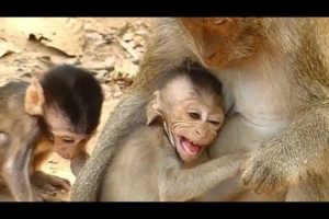 Mom Weaning Baby Monkey Bevin | Baby Spoil Crying Request Milk Mother | Newborn Babies Monkey