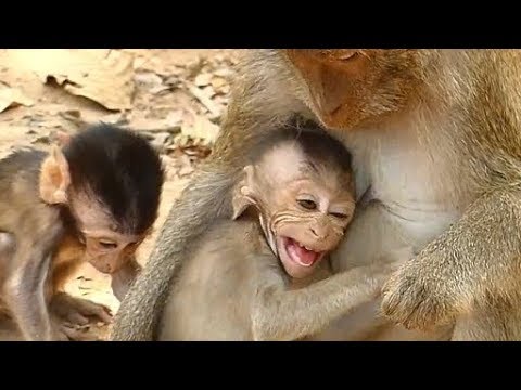 Mom Weaning Baby Monkey Bevin | Baby Spoil Crying Request Milk Mother | Newborn Babies Monkey