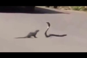 Mongoose Vs Cobra Snake Real Fight Amazing Wild Animals Attacks