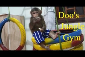 Monkey Doo Plays And Eats On Jungle Gym