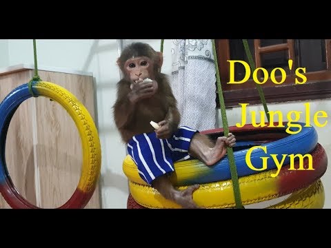 Monkey Doo Plays And Eats On Jungle Gym