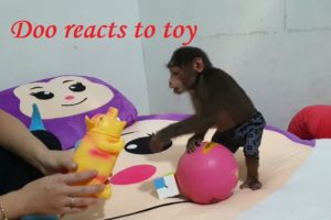 Monkey Doo Reaction To Playing  Pig Toy