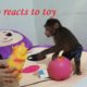Monkey Doo Reaction To Playing  Pig Toy