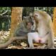Monyet terkuat di bumi Sange, kasihan betinanya sampe banjir darah
