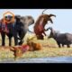 Most Amazing Animal Fights Caught On Camera - Lion, Crocodile, Hyena, Elephant, Zebra