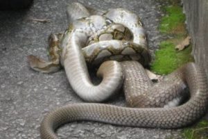 Most Amazing Animal Fights : Cobra Vs Python fight to death | Big Battle Animals Real Fight [HD]