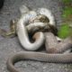 Most Amazing Animal Fights : Cobra Vs Python fight to death | Big Battle Animals Real Fight [HD]