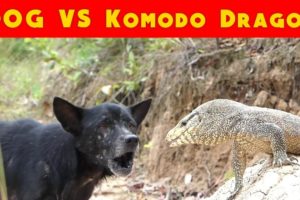 Most Amazing Wild Animal Attack - Dog Vs Komodo Dragon  | Animal video | Exclusive Video