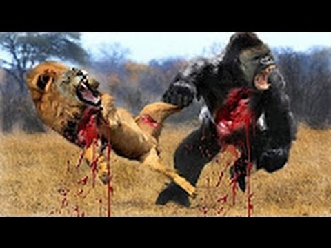 Most Amazing Wild Animal Attacks- CRAZIEST Animal Fights - lion,,anaconda, deer, Crocodile part 2