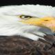 Most Deadly EAGLE Attacks 2020 - Most Amazing Moments Of Wild Animal Fights