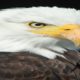 Most Deadly EAGLE Attacks 2020 - Most Amazing Moments Of Wild Animal Fights