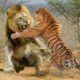 Most Epic and Vicious Animal Fights - The Real Animals Fight Club 2020