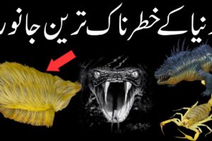 Most dangerous animal in the world 2020 | Most aggressive animal | Urdu,Hindi | Amazing World ABN