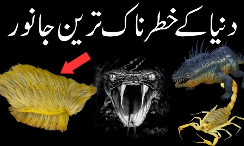 Most dangerous animal in the world 2020 | Most aggressive animal | Urdu,Hindi | Amazing World ABN
