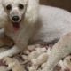 Mother Poodle giving birth to cute puppies