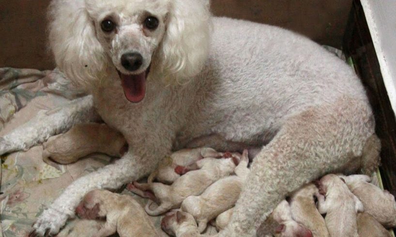 Mother Poodle giving birth to cute puppies