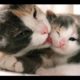 Mother cats and kitten Compilation 2018 ! So Adorable !! So Cute !!!