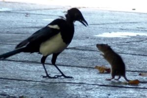 Mouse (Rat) VS Bird Fight Footage