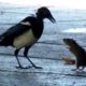 Mouse (Rat) VS Bird Fight Footage