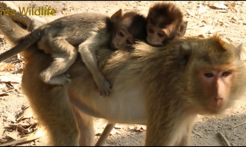 Moy & Pee Are So Happy and Playing With Their Older Sister