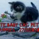 My cute puppies /pet so cute cats -27/3/2020..