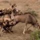 National Geographic Documentary   Fighting to Survive Wild nature   Wildlife Animal