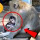 Newborn Monkey 2020, Cutest Baby animals | Amazing monkey videos