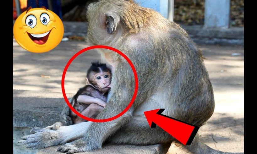Newborn Monkey 2020, Cutest Baby animals | Amazing monkey videos