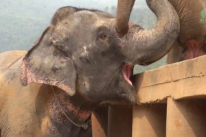 Newly rescued elephant was greeted and welcomed from the herd