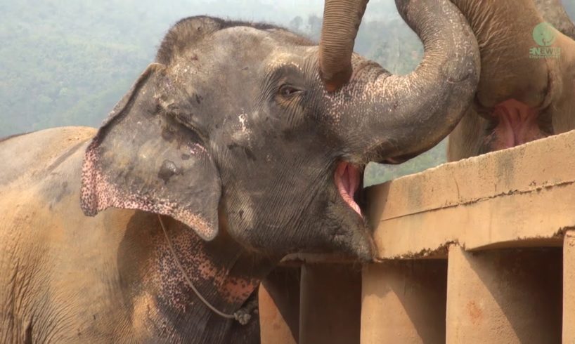 Newly rescued elephant was greeted and welcomed from the herd