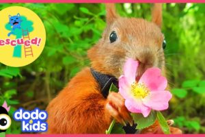 Nicest Guy Rescues Little Squirrel And Becomes His Best Friend | Animal Videos For Kids | Dodo Kids