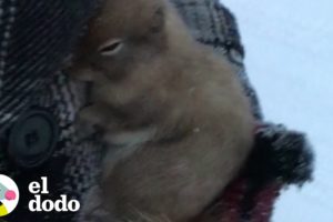 Niños encuentran una ardilla congelada en el suelo | El Dodo