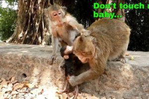 Oh My God!Monkey Jollirol very much angry when Tara not allow baby Titan play with her.