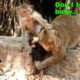 Oh My God!Monkey Jollirol very much angry when Tara not allow baby Titan play with her.