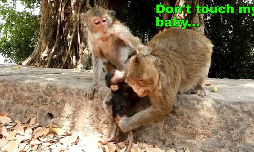 Oh My God!Monkey Jollirol very much angry when Tara not allow baby Titan play with her.