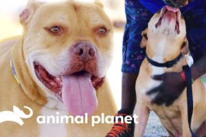 Old Dog Krunch Keeps Getting Passed Up for Adoption | Pit Bulls & Parolees