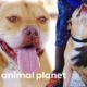 Old Dog Krunch Keeps Getting Passed Up for Adoption | Pit Bulls & Parolees