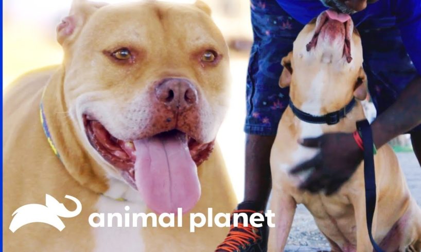 Old Dog Krunch Keeps Getting Passed Up for Adoption | Pit Bulls & Parolees