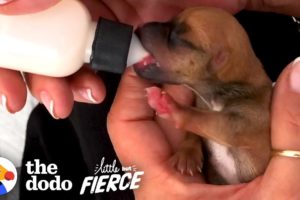 One-Eared Puppy Is Too Tiny To Be Real | The Dodo Little But Fierce