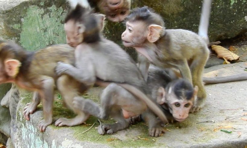 Ooh! What's Little Monkey Babies Playing Like this! So Adorable All Small Baby!