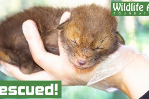 Orphaned baby FOX rescued after mothers tragic death