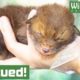 Orphaned baby FOX rescued after mothers tragic death